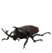カブトムシ