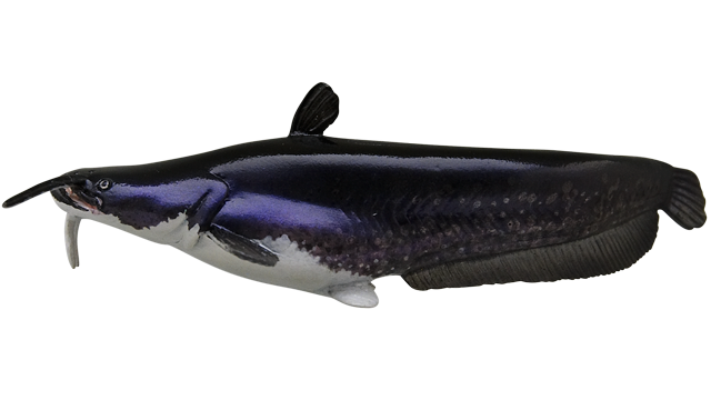 ビワコオオナマズ